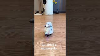 Cat drive a motorcycle #funny #zikriya #cat #vlogs