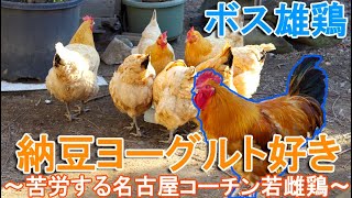 納豆ヨーグルト好きニワトリ～食事に苦労する名古屋コーチン若雌鶏と警護のボス雄鶏～