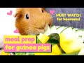 Safe Vegetables for Guinea Pigs | Meal Plan : Episode 1 | GuineaDad