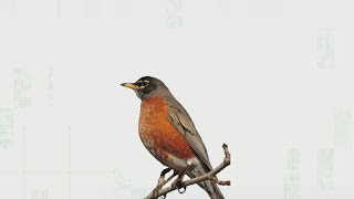 VERIFY: Are robins a sure sign of spring?
