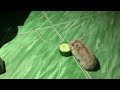 Chuột Hamster Mắt Đỏ