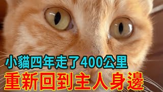 猫咪被收养后离家出走，整整4年走了400公里终于找到原主人！【人世間】