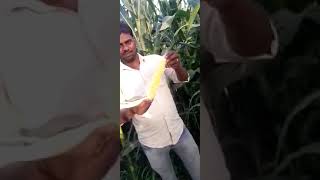 Landson hybrid maize Gujrat gold 2260 farming in uttar pradesh