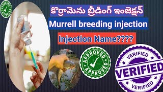 కొర్రామెను బ్రీడింగ్ ఇంజెక్షన్_Murrell breeding injection_LESSON NO -08_Snakehead Fish farming