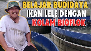 Belajar Budidaya Ikan Lele Dengan Kolam Bioflok - Ikan Lele Kolam Bioflok