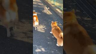 柴犬福 先輩達と歩く柴犬🤣Shiba-friends🤣#shorts #funny #dogshorts #comedy #shiba #시바견