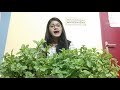 how to grow and care mint at home খুব সহজেই টবে করুন পুদিনা গাছ organic fertilizer for mint