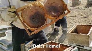 Yeni Sezonun Karakovan ve Petek Balı Hasattından | Hakkari/Merkez | Balcı Hamdi Akdoğan ©🍯