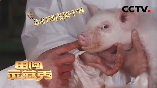 断奶小猪为何不吃教槽料，原来需要“手动”引导！ | CCTV「田间示范秀」20210127