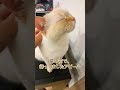 お出迎え猫　 cutecatchannel