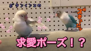 ボタンインコの求愛ポーズ！？　＃インコ＃ボタンインコ＃ラブバード＃求愛ポーズ＃飛行機ポーズ#発情＃インコの求愛＃インコの発情