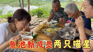 农民王小：野外鱼池搭凉亭，来了两只喵星人，烙饼熬汤全家开心