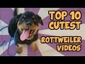 TOP 10 CUTEST ROTTWEILER VIDEOS  OF ALL TIME