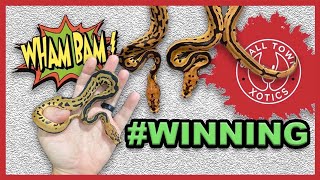 Batman Ball Python Clutch Update!