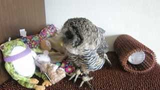 アカアシモリフクロウのモネちゃん　雛の鳴き声  Cute Owl Baby Crying