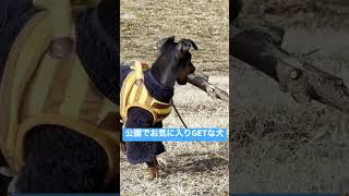 #shorts #ミニピン #miniturepinscher #ミニチュアピンシャー #犬 #dog