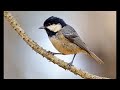 coal tit 1h bird sound