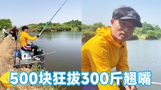 木蘭湖黑坑水庫盤老闆，花500塊錢，狂拔300斤翹嘴【天元邓刚】