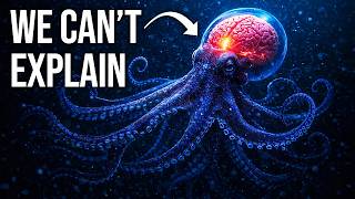 We Were Wrong About Octopuses: Alien Minds on Earth | Documentary For Sleep
