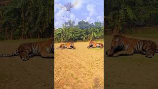 আকাশের উপরে কি দেখা যাচ্ছে #virai #tiger #animals #youtube