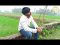 syahi official video sinta bhai gold e gill mahi dhaka mp sega haryanvi song 2025 tab