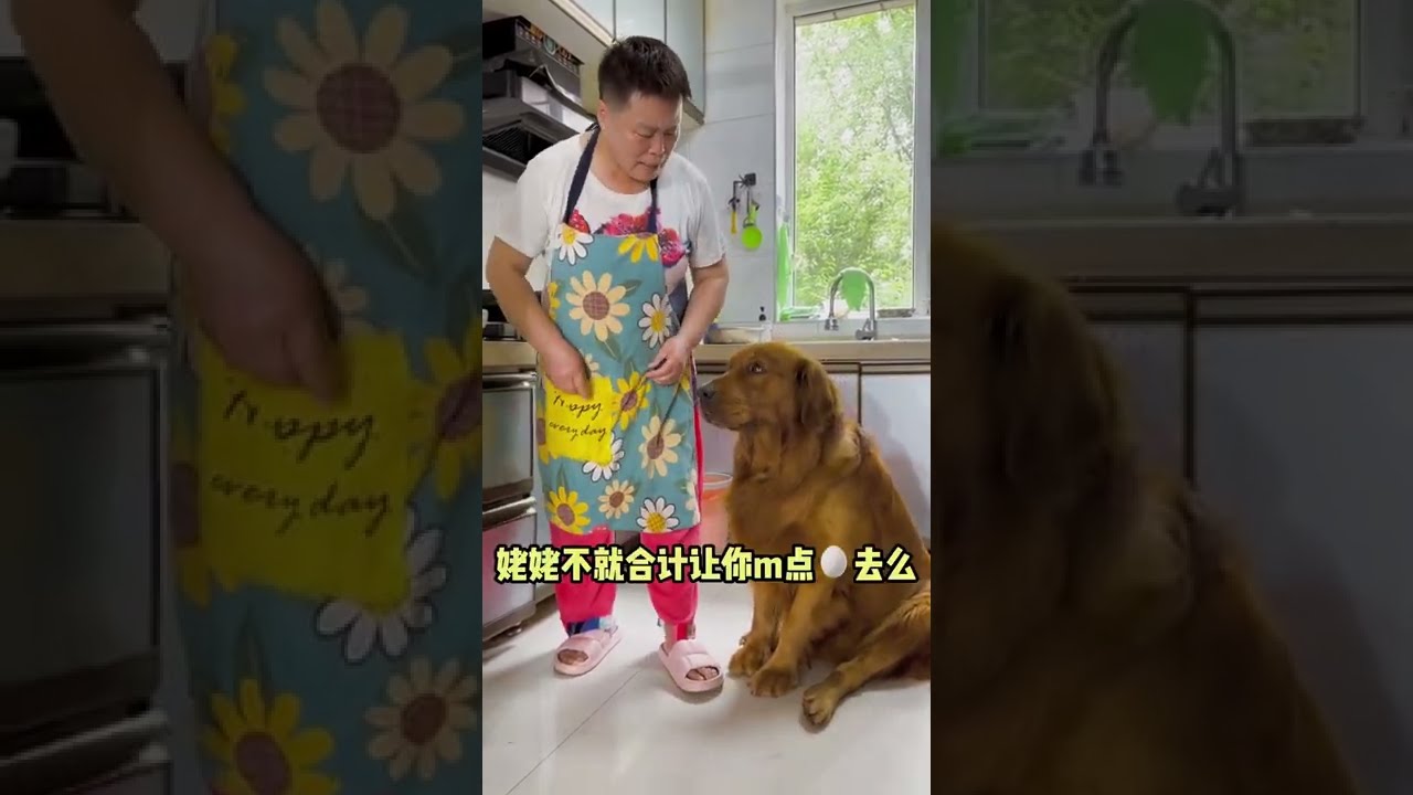 Funny Dog Part 004 Dogs Cute And Funny Dog Videos Youtube
