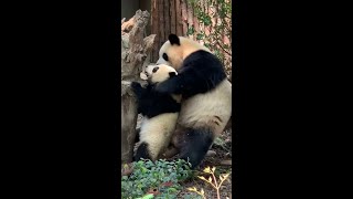 园润是个好妈妈, 一边带和花一边带润玥❤️Panda mom Yuan Run takes care of HeHua and her daughter RunYue at the same time