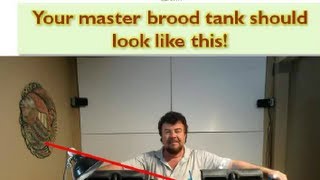 Tilapia Breeding - How to Set Up Your Master Brood Tank