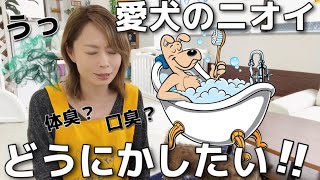 犬のニオイの原因は何？少しでも軽減したい飼い主様必見！【73】