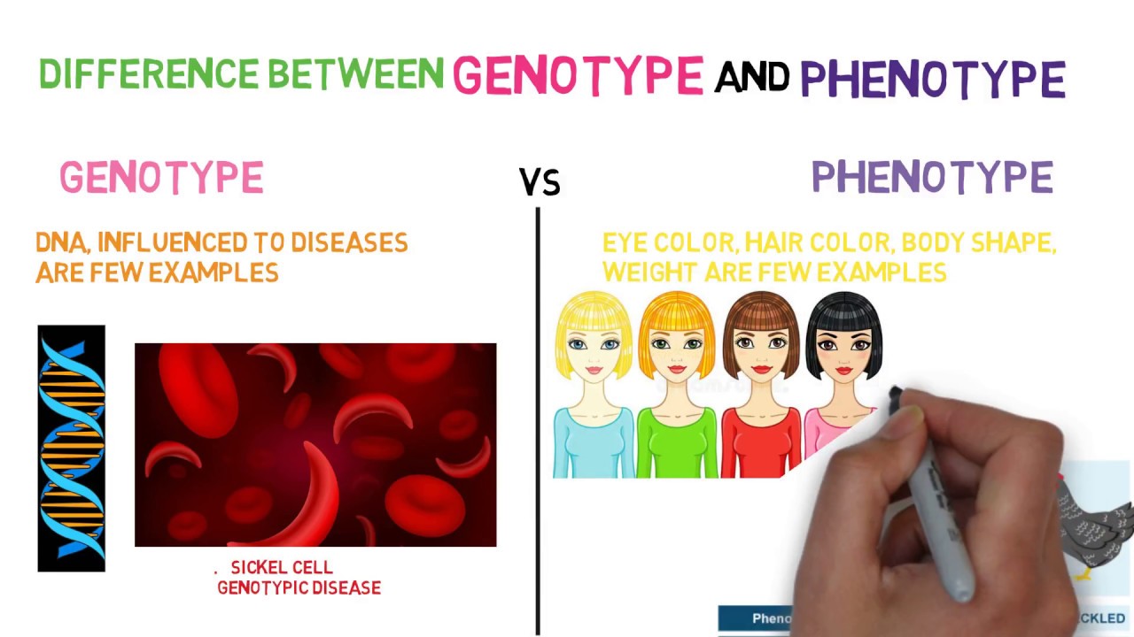 What Are Genotypes And Phenotypes Definition And Exam Vrogue Co What Are Genotypes And Phenotypes Definition And Exam Vrogue Co