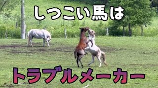 【北海道和種】しつこい馬はトラブルメーカー