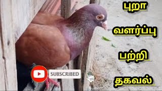 புறா வளர்ப்பு பற்றி முழு தகவல் /pura valarpu tips/dove valarpu tips