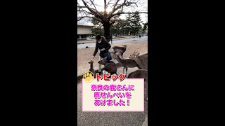 【アニコミ】鹿さんに大人気のあつし先生！ #shorts