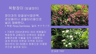 목향장미 (덩굴장미)