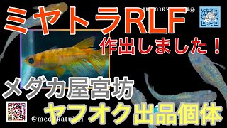 『ミヤトラRLF』作出しました！【メダカ屋宮坊ヤフオク出品個体】ミヤトラRLF、墨碧眼、レッドクリフダーク、サイシュウヘイキ、ネプチューン黄金type、高級ミックスめだか