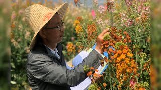 Multi-colored rapeseed flowers in full bloom in China's Jiangxi