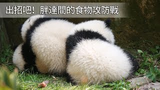 《熊貓主題趴》出招吧！胖達間的食物攻防戰| iPanda