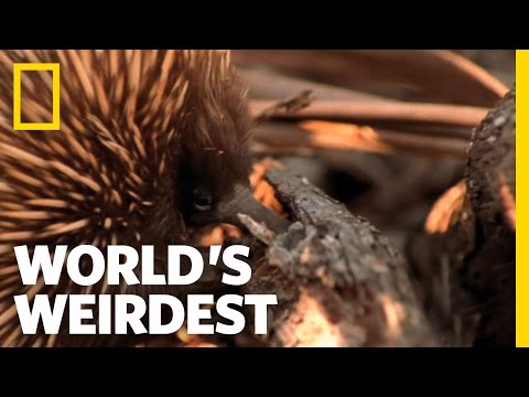 How do echidna reproduce?