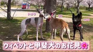 ウィペットと甲斐犬のお花見🌸2022/04/07