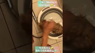 🧽🛀🫧Dog’s first Bath モカちゃん初めてのお風呂🧼🛁🫧