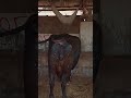 very nice buffalo shorts viralvideo