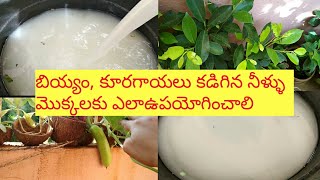 బియ్యం కడిగిన నీళ్ళు మొక్కలకి ఎలా వాడాలి/Rice Water Benefits For Plants/Suji Telugu Vlogs