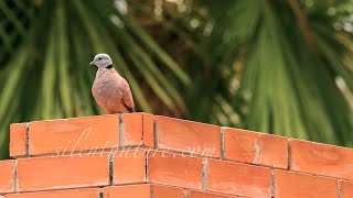 Call of the Red Collared Dove