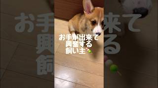 お手が出来ました❗️#みたらし団子 #コーギー#犬がいる暮らし #dog