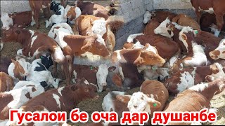 НАРХИ ГУСАЛАИ БЕ ОЧА ВА БУКАЧА БАРОИ БОНИ  МОЛБОЗОРИ ДУШАНБЕ 13 сентября 2021 г.