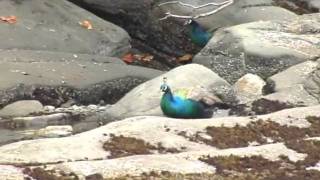 Surprised By Peacocks