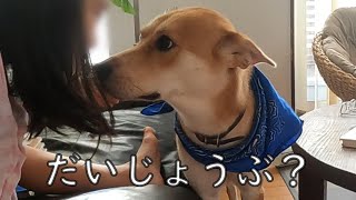 眠れないおねえちゃんとそばにいてあげるワンジロー