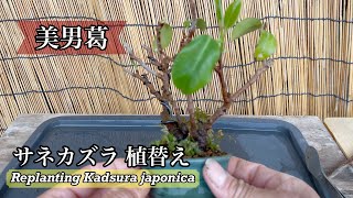 サネカズラ(美男葛)の植替え／Replanting Kadsura japonica