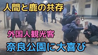 【奈良公園】外国人観光客 鹿と人間の共存に感動