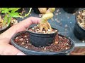 ตั้งทรงบอนไซเพรมน่าจิ๋วสายบิดสักต้นครับ mini bonsai in thailand